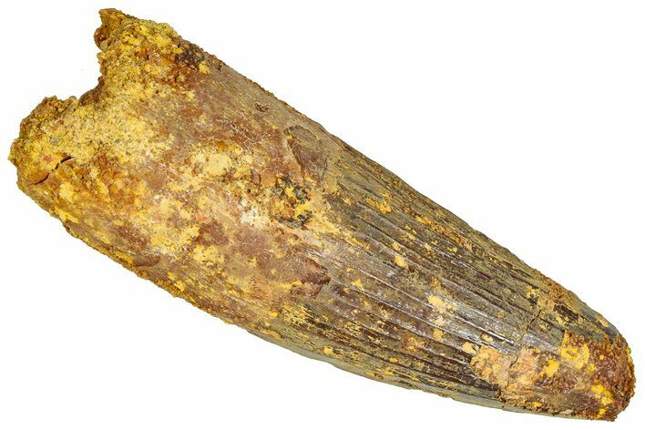 Real Fossil Spinosaurus Tooth - Feeding Worn Tip #365653